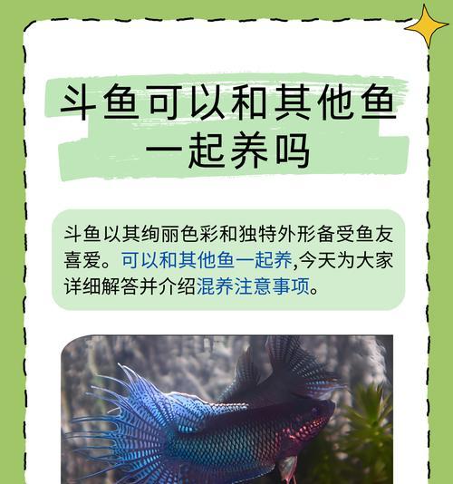 我的世界斗鱼养殖方法是什么？