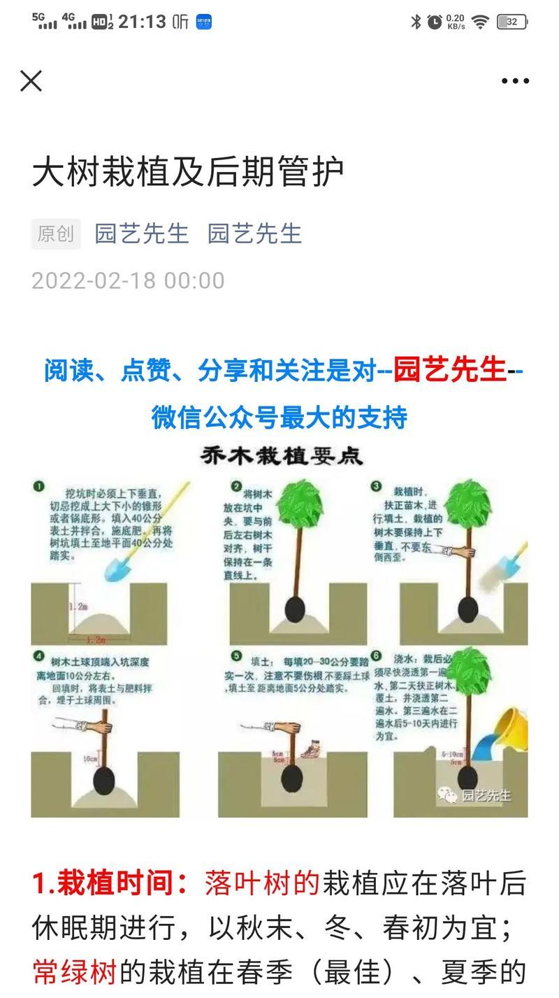 种大树的正确步骤是什么？有哪些技巧？