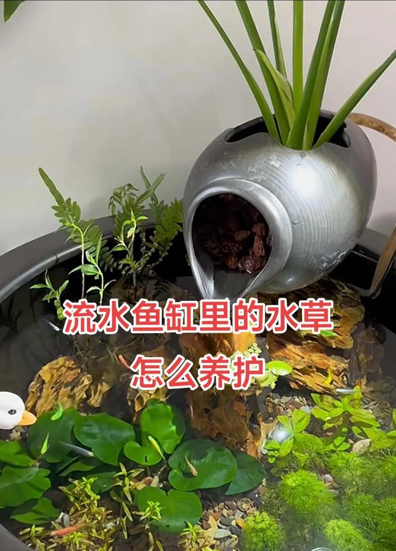 我的世界中水草的繁殖方法是什么？如何快速繁殖水草？