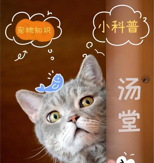龙之谷宠物饲料使用技巧有哪些？如何最大化饲料效果？
