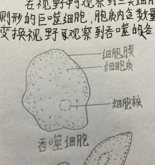 吞噬细胞（挑战自我）